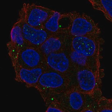 Anti-GRASP antibody produced in rabbit Prestige Antibodies&#174; Powered by Atlas Antibodies, affinity isolated antibody