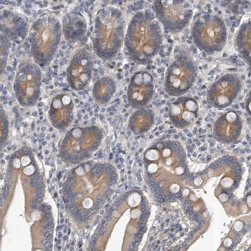 Anti-PCDH8 antibody produced in rabbit Prestige Antibodies&#174; Powered by Atlas Antibodies, affinity isolated antibody, buffered aqueous glycerol solution