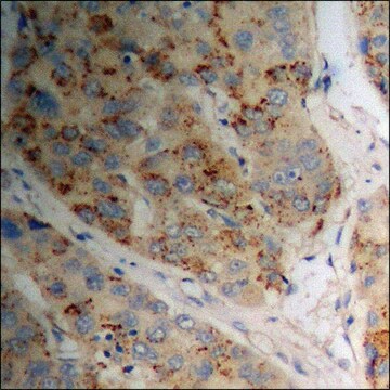 Anti-phospho-p53 (pSer15) antibody produced in rabbit affinity isolated antibody