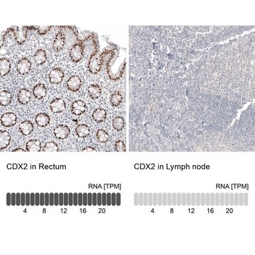 Anti-CDX2 antibody produced in mouse Prestige Antibodies&#174; Powered by Atlas Antibodies, clone CL12974, purified by using Protein A, buffered aqueous glycerol solution