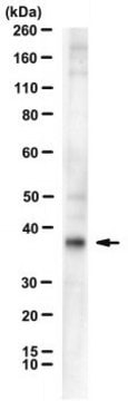 Anti-FGF23 Antibody, clone 278-2