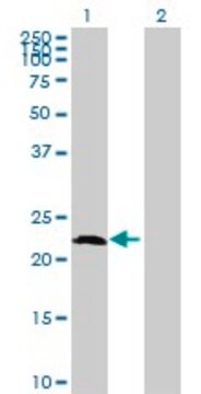 Anti-AMELX antibody produced in mouse purified immunoglobulin, buffered aqueous solution