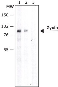 Anti-Zyxin antibody produced in rabbit IgG fraction of antiserum, buffered aqueous solution