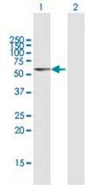 Anti-PDCD4 antibody produced in rabbit purified immunoglobulin, buffered aqueous solution