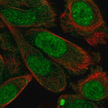 Anti-STX2 antibody produced in rabbit Prestige Antibodies&#174; Powered by Atlas Antibodies, affinity isolated antibody