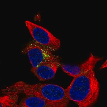 Anti-B3GAT1 antibody produced in rabbit Prestige Antibodies&#174; Powered by Atlas Antibodies, affinity isolated antibody