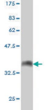 Monoclonal Anti-ATP2A1 antibody produced in mouse clone 6F8, purified immunoglobulin, buffered aqueous solution