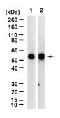 Anti-Cyclin B1 Antibody, clone V152, ZooMAb&#174; Mouse Monoclonal recombinant, expressed in HEK 293 cells