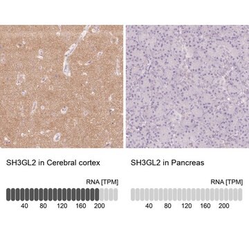 Anti-SH3GL2 antibody produced in rabbit Prestige Antibodies&#174; Powered by Atlas Antibodies, affinity isolated antibody, buffered aqueous glycerol solution