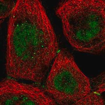 Anti-NR2C1 antibody produced in rabbit Prestige Antibodies&#174; Powered by Atlas Antibodies, affinity isolated antibody