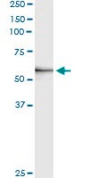 Monoclonal Anti-MMP3 antibody produced in mouse clone 4C11, purified immunoglobulin, buffered aqueous solution