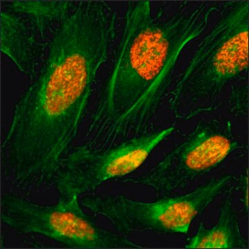Anti-Histone H4 antibody, Rabbit monoclonal recombinant, expressed in HEK 293 cells, clone RM212, purified immunoglobulin