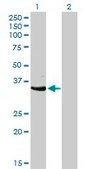 Monoclonal Anti-CDK3 antibody produced in mouse clone 3C12, purified immunoglobulin, buffered aqueous solution