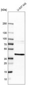 Anti-ERLIN1 antibody produced in rabbit affinity isolated antibody, buffered aqueous glycerol solution