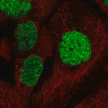 Anti-SUMO1 antibody produced in rabbit Prestige Antibodies&#174; Powered by Atlas Antibodies, affinity isolated antibody