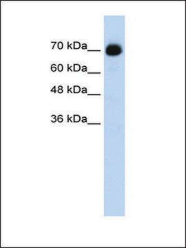 Anti-CXXC1 antibody produced in rabbit IgG fraction of antiserum