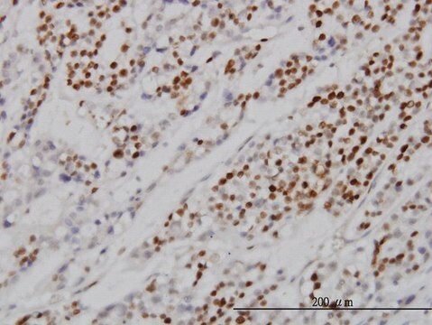 Monoclonal Anti-MCM7 antibody produced in mouse clone 6C2, purified immunoglobulin, buffered aqueous solution