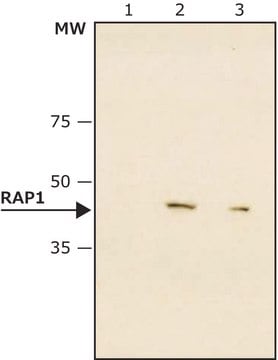 Monoclonal Anti-RAP1 antibody produced in mouse ~2&#160;mg/mL, clone 4C8/1, purified immunoglobulin, buffered aqueous solution