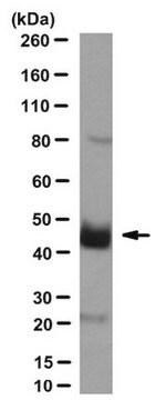 Anti-PAR4 Antibody, clone 14H6 clone 14H6, from mouse