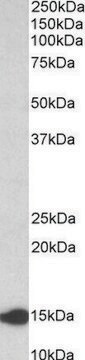 Anti-Lgals1 (N-terminal) antibody produced in goat affinity isolated antibody, buffered aqueous solution