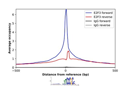 Anti-E2F3 antibody produced in rabbit Prestige Antibodies&#174; Powered by Atlas Antibodies, affinity isolated antibody
