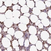 Anti-P2RY13 antibody produced in rabbit Prestige Antibodies&#174; Powered by Atlas Antibodies, affinity isolated antibody, buffered aqueous glycerol solution