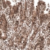 Monoclonal Anti-PIK3CB antibody produced in mouse Prestige Antibodies&#174; Powered by Atlas Antibodies, clone CL9518, purified immunoglobulin, buffered aqueous glycerol solution
