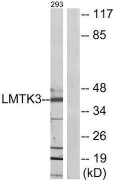 Anti-LMTK3 antibody produced in rabbit affinity isolated antibody