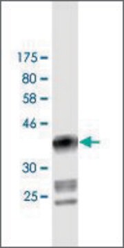 Monoclonal Anti-DIAPH1 antibody produced in mouse clone 1A8, purified immunoglobulin, buffered aqueous solution