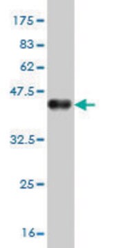 Monoclonal Anti-GLP2R antibody produced in mouse clone 1F2, purified immunoglobulin, buffered aqueous solution