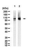 Anti-ATP2A2/SERCA2 Antibody, clone 1G13 ZooMAb&#174; Rabbit Monoclonal recombinant, expressed in HEK 293 cells