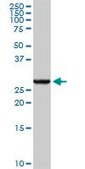 Anti-GSTA4 antibody produced in rabbit purified immunoglobulin, buffered aqueous solution