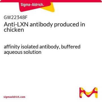 Anti-LXN antibody produced in chicken affinity isolated antibody, buffered aqueous solution