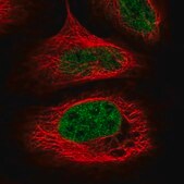 Anti-WDR92 antibody produced in rabbit Prestige Antibodies&#174; Powered by Atlas Antibodies, affinity isolated antibody, buffered aqueous glycerol solution