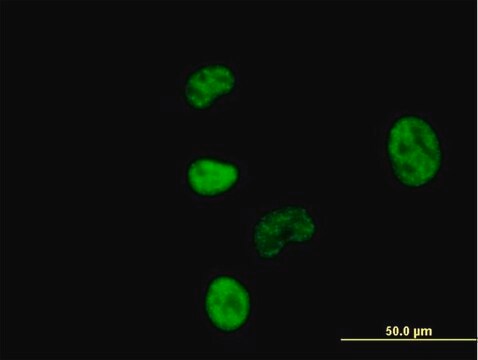 Anti-NCBP1 antibody produced in mouse IgG fraction of antiserum, buffered aqueous solution