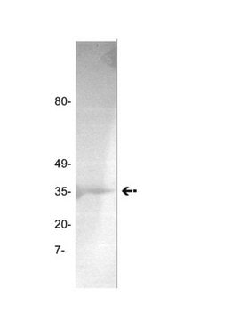 Anti-Thrombin Antibody, clone GMA-020 clone GMA-020, Upstate&#174;, from mouse