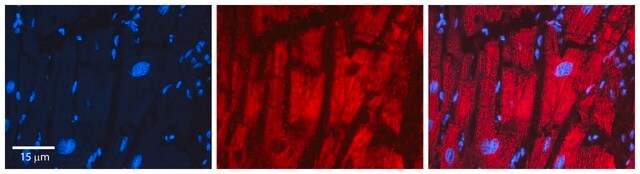 Anti-PDHB antibody produced in rabbit affinity isolated antibody