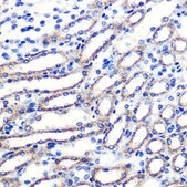 Anti-NRF2 antibody produced in rabbit