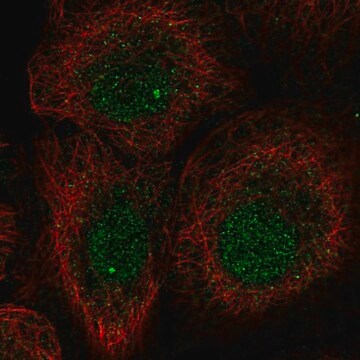 Anti-L3MBTL1 antibody produced in rabbit Prestige Antibodies&#174; Powered by Atlas Antibodies, affinity isolated antibody