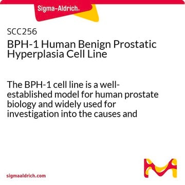 BPH-1 Human Benign Prostatic Hyperplasia Cell Line The BPH-1 cell line is a well-established model for human prostate biology and widely used for investigation into the causes and potential treatments for prostatic disease.