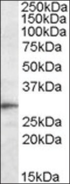 Anti-Trem2 antibody produced in goat affinity isolated antibody, buffered aqueous solution