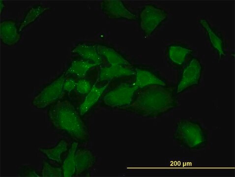 Monoclonal Anti-ANKRA2 antibody produced in mouse clone 1D11, purified immunoglobulin, buffered aqueous solution