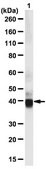 Anti-SIRT2 Antibody from rabbit, purified by affinity chromatography