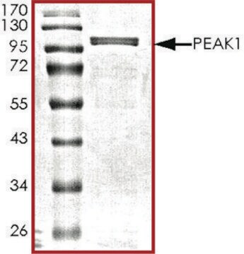 PEAK1, UNACTIVE recombinant