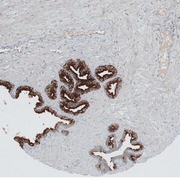 Anti-ANO7 antibody produced in rabbit Prestige Antibodies&#174; Powered by Atlas Antibodies, affinity isolated antibody, buffered aqueous glycerol solution