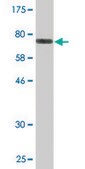 Monoclonal Anti-TUBA1B antibody produced in mouse clone 2E8, purified immunoglobulin, buffered aqueous solution