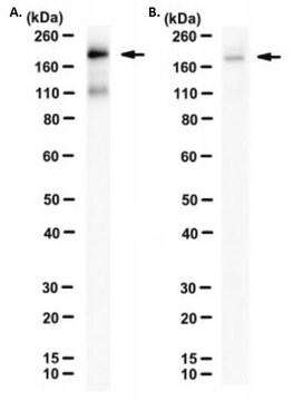Anti-SARS-CoV-2 Spike RBD Antibody, clone 6E4-C5