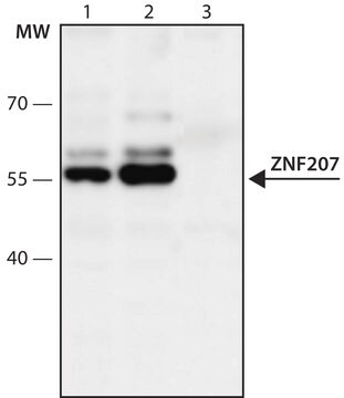 Anti-ZNF207 (446-459) antibody produced in rabbit IgG fraction of antiserum