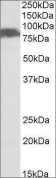 Anti-SLC26A6 antibody produced in goat affinity isolated antibody, buffered aqueous solution