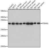 Anti-PSMA1 antibody produced in rabbit